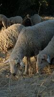 Sheep in a green fields video