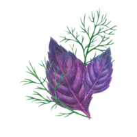 Basil leaves and dill sprigs. Composition Illustrations drawn with color pencils, graphics isolated on background. For design, decor, postcards, printing png