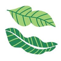Fresh green tropical leaves with detailed textures. Perfect for nature-inspired designs, eco-friendly themes, and stylish botanical patterns. vector