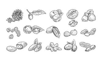 Premium Nuts handdrawn collection vector