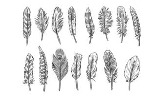 Luxurious Feather handdrawn collection vector