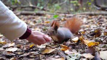 Wild cute squirrel sniffing nuts from female arm at forest. Curious fluffy rodent snuffing food from hand of young girl outdoor. Woman feeding small sciurus to walnuts at autumn park. Slow motion video