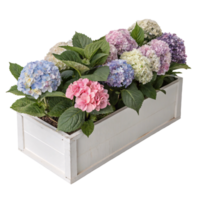 Blooming hydrangeas in various pastel hues placed in a white wooden planter box, symbolizing elegance png