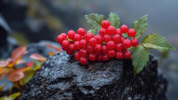 Vibrant cluster of red berries resting on a dewy rock in a misty setting. photo