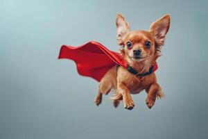 Adventurous Chihuahua in a red superhero cape leaps into action against a blue backdrop. photo