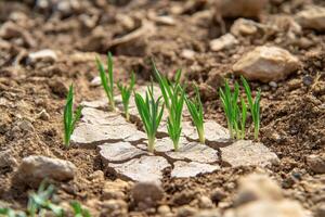 Young green sprouts emerging from dry, cracked soil symbolize resilience and growth. photo