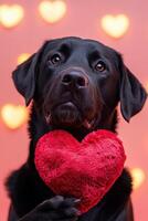 Adorable black Labrador holding a red heart plush against a warm, heart-filled background. photo