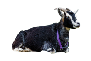Black goat image for Eid ul Adha qurbani on transparent image png