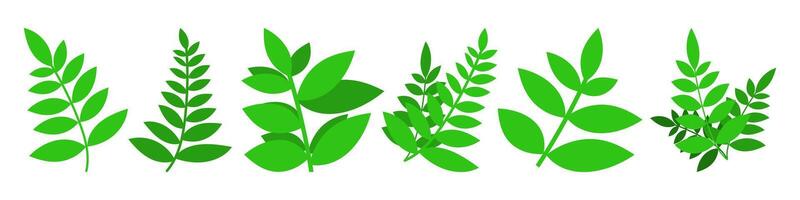 Set of branches with leaves. Cartoon green leaves illustration for design and decoration. vector