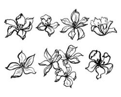 Hand drawn ink sketched flowers. Set with tulips, spring flowers on isolated background. Doodle with blooming plants in line art style for festive design, print, paper, flyer, card, tattoo vector