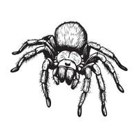 Realistic Tarantula image. Tarantula image Illustration Design vector