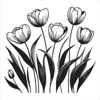 Stunning Tulip Flower Graphic Design vector