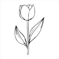 Gorgeous Tulip Flower Sketch Design vector
