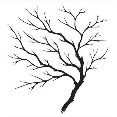 Silhouetted Tree Branches Against the Sky