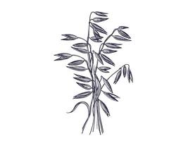 Oat spike stack, wheat seeds. Art botanical bakery symbol vector