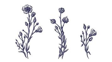Flax flower, linen seed sketch. Hand drawn art set vector