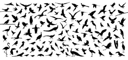 Bird silhouette collection. Bird silhouette bundle. Set of various bird breed silhouettes, illustrations, icons, and graphic elements, isolated on white background vector