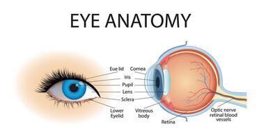 Anatomy of the eye with a structural diagram of the human optical system. Educational physiological and medical infographics with side and front views vector