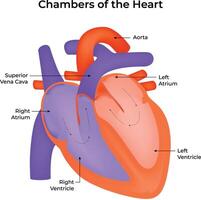 Chambers of The Heart Science Design Illustration Diagram vector