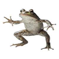 Dynamic photograph of an African bullfrog dancing with enthusiasm set against a transparent background png