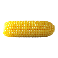 Fresh yellow corn on the cob with hyperrealistic detail, displayed on a transparent background in a format png