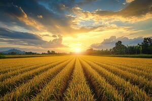 Landscape view of ripe rice field during sunrise. Sun rises over mountains in rice fields. Generated by artificial intelligence photo