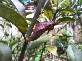 Cocoon hanging on the tree - Butterfly cocoon. photo