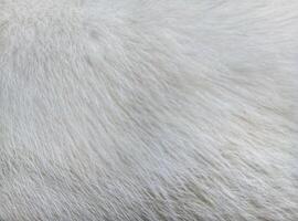 White cat fur close up background texture. photo