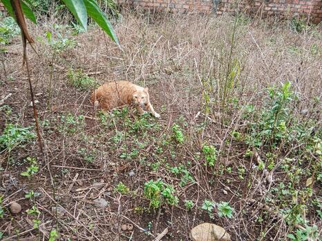 Orange Tabby cat walking outside in the grass photo