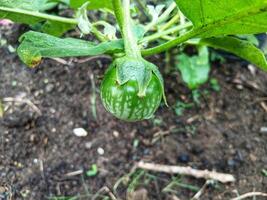 Light green eggplant on the trees. photo