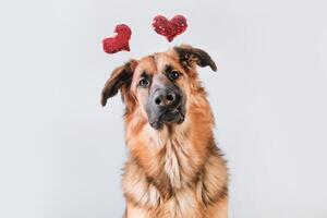 Cute German Shepherd dog with heart shaped hat on gray background. photo