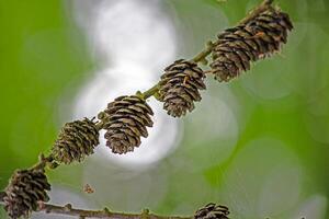 Close up of pine cones on a branch with blurred green background photo
