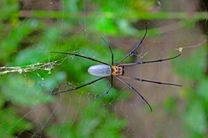 Large golden orb weaver spider Nephila on a web in the forest with blurred green background photo