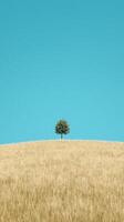 A solitary tree stands on a golden field beneath a clear blue sky, symbolizing tranquility. photo