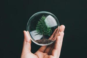 A hand holding a glass globe with a small tree, symbolizing environmental care. photo