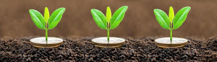 Three green seedlings growing from soil, symbolizing growth and renewal. photo