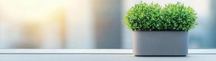 A vibrant green plant in a modern pot, adding freshness to your indoor space. photo