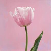 Top view spring flowers background, mother day background, blank space, pink banner photo