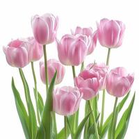 Top view spring flowers background, mother day background, blank space, pink photo