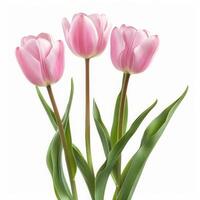 Top view spring flowers background, mother day background, blank space, tulip photo