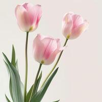 Top view spring flowers background, mother day background, blank space, isolated photo