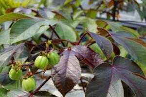 Light green fruits of Bellyache bush or Jatropha gossypiifolia on branch with leaves. Another name is Black Physicnut, Cotton leaved Physicnut, Cotton leaf Physicnut, Cotton leaf Jatropha. photo