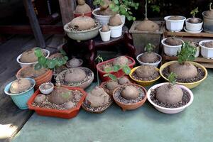 Group Stephania erecta native plant in Thailand cultivated in variety color round pots on cement floor with bulb of plant above soil. photo