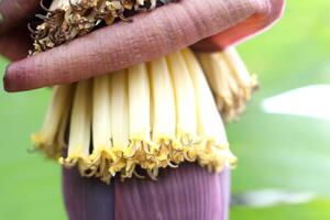 Close up beside view group of banana flowers blooming on bunch in Thailand. photo