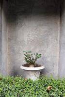 Cement retro style pot in smooth surface cement rectangle frame with Adenium or Desert rose in pot and green leaves of plant at front. photo