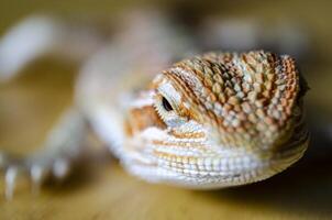 Close up of bearded dragon with customizable space for text. Lizard and copy space. photo