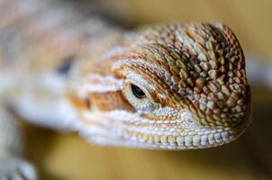 Close up of bearded dragon with customizable space for text photo
