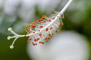 Close up view of hibiscus flower with customizable space for text or message photo