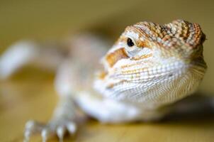 Close up of bearded dragon with customizable space for text. Lizard concept and copy space photo