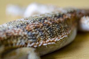 Close up of bearded dragon skin with customizable space for text. Lizard and copy space. photo